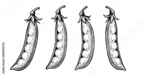 Vintage engraving of pea pods with detailed line art on white background