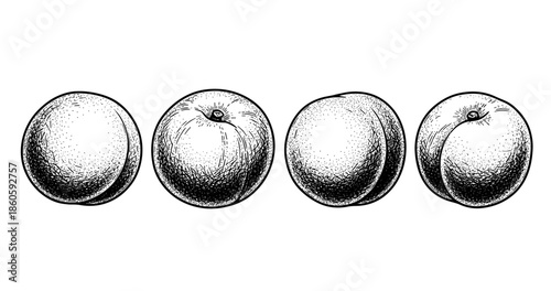 Vintage sketch of four peaches displaying detailed textures