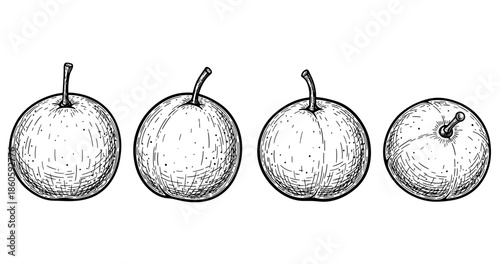 Hand-drawn apple illustrations: rustic style apple sketch collection