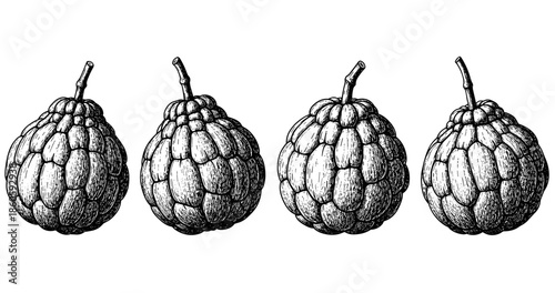 Monochrome sketch of four cherimoya fruits with stems on white background