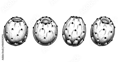 Detailed black and white line art of prickly pear cactus fruit