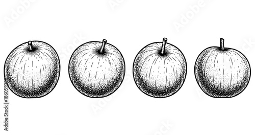 Hand-drawn apples in black and white ink sketch style