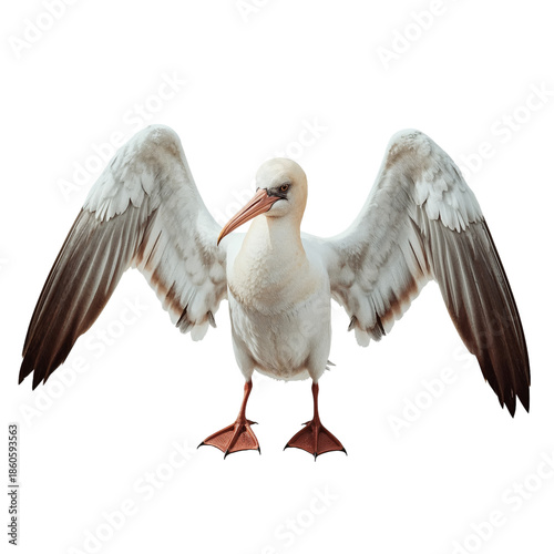 White Bird With Large Wings Spreads Feathers While Standing on Ground in Brig...