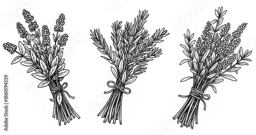 Detailed black and white herb sketches of lavender, rosemary, and thyme