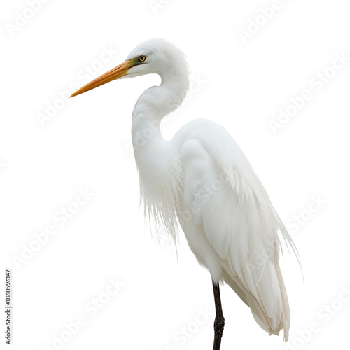 Great Egret Stands Alone on One Leg in a Simple White Setting, Showcasing Its...