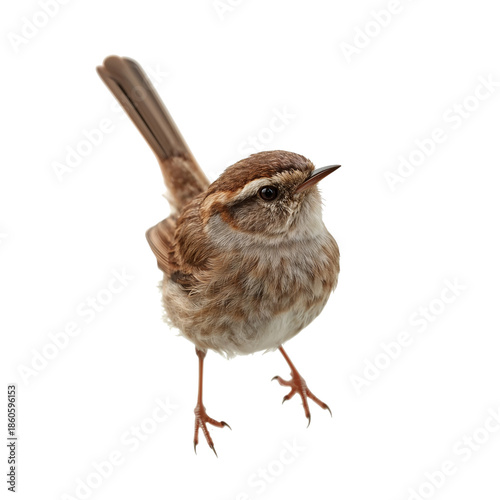 Sparrow Standing on Ground With Its Beak Opened and Feathers Well Detailed in...