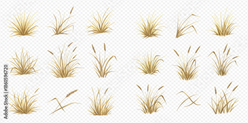 Set of dry grass and reeds, various natural plant elements for landscape design and decoration.