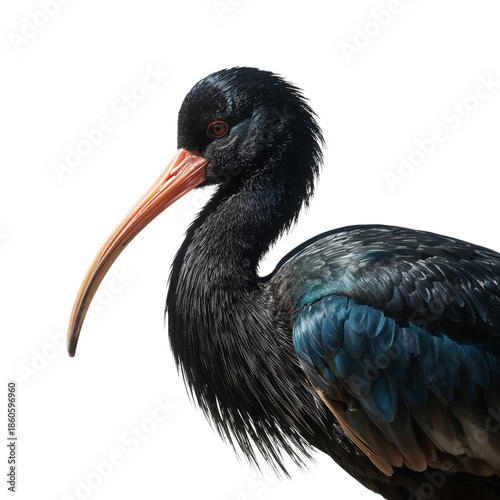 Black Bird With Long Curved Beak Stands Still, Showing Bright Red Face and Ey...