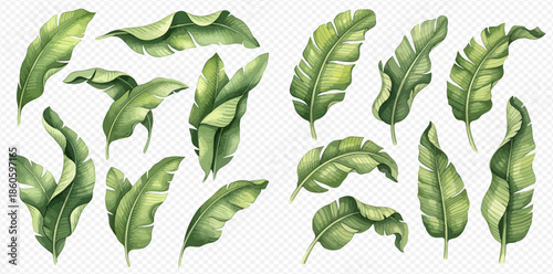 Set of watercolor banana leaves, tropical foliage elements for design, isolated on transparent background.