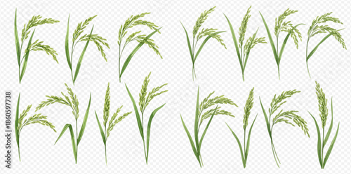 Set of fresh green rice plants with mature grains, isolated on transparent background, ready for harvest.