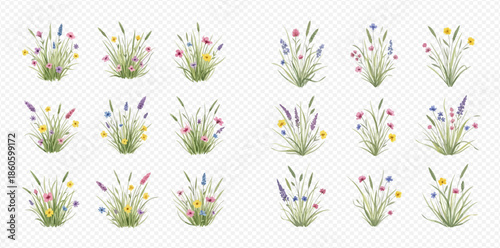 Set of wild grass and meadow flowers in various shapes, isolated on transparent background.