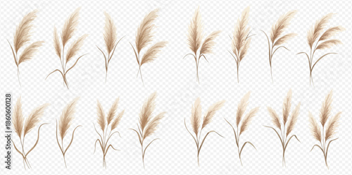 Set of Pampas grass vector illustration, fluffy decorative plants isolated on transparent background.