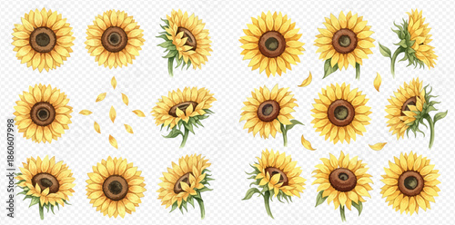 Set of beautiful watercolor sunflowers in various angles and views with falling petals.