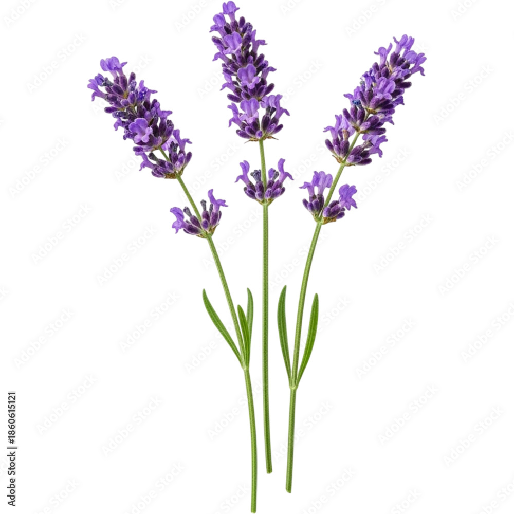 Obraz premium A beautiful lavender plant with purple flowers on transparent background