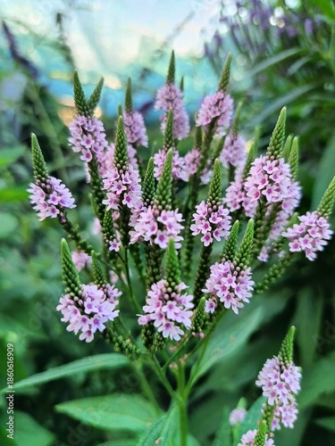 Verbena Hastata 