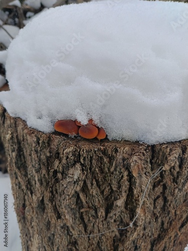 mushrooms grew on an old stump under the snow