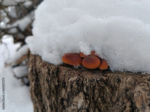mushrooms grew on an old stump under the snow