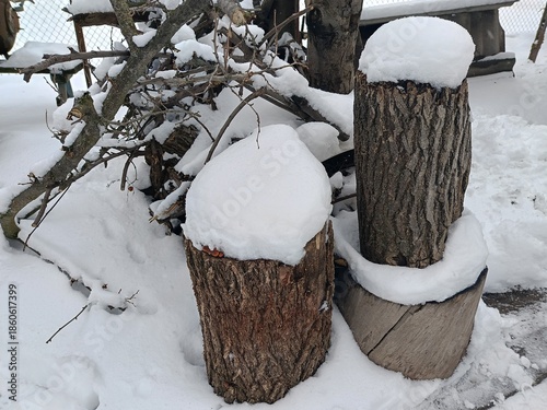 stumps of old trees under the snow