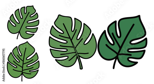 Various artistic illustrations of deep green monstera deliciosa leaves showcasing natural tropical foliage shapes and fenestrations presented on a stark black background for graphic design projects.