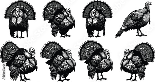 Turkey bird vintage engraving set, detailed hand drawn farm animal illustration thanksgiving wildlife black white vector collection