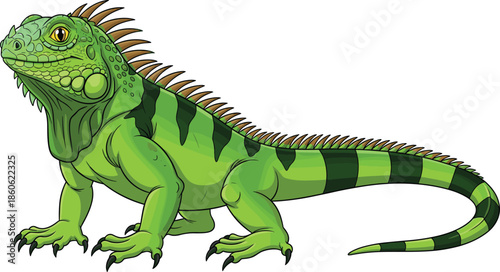 Detailed green iguana lizard with tropical scales and spikes standing isolated on a white background for wildlife and nature design projects