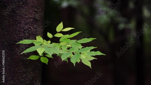 Vibrant green foliage on a maple tree branch creates a lush canopy of leaves within a peaceful spring forest garden full of natural flora and summer vegetation