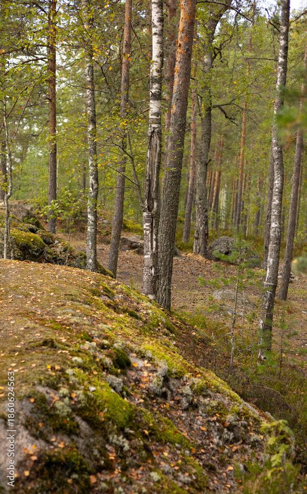 Fototapeta premium Northern landscape with forest, pine trees, rocks and moss