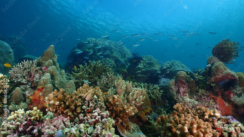 Fototapeta premium Wide-angle underwater photograph of an expansive foliose (lettuce) coral garden stretching across a shallow tropical reef, with a distant school of small reef fish swimming above in clear blue water.