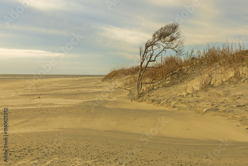 Tableau sur toile lone tree on beach near sand dunes