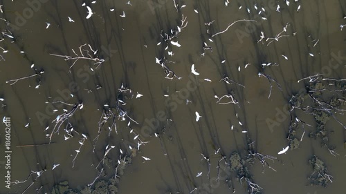 흰색의 커다란 태국의 철새들이 연못에서 휴식과 먹이활동, 백로, 왜가리, 황새, 그리고 해오라기 집단 서식지,	
