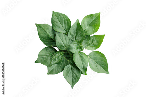 A arrangement of fresh green basil leaves on a clean white background. their rich texture and color. ideal for culinary or botanical use
