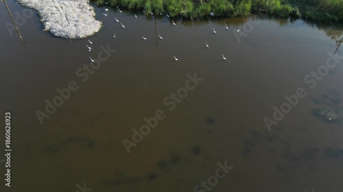 흰색의 커다란 태국의 철새들이 연못에서 휴식과 먹이활동, 백로, 왜가리, 황새, 그리고 해오라기 집단 서식지,	
