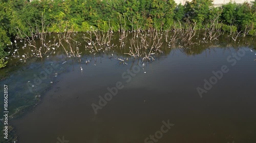 흰색의 커다란 태국의 철새들이 연못에서 휴식과 먹이활동, 백로, 왜가리, 황새, 그리고 해오라기 집단 서식지,	
