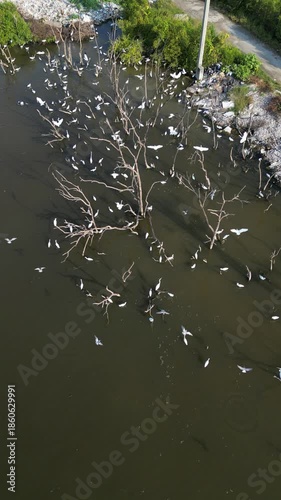 흰색의 커다란 태국의 철새들이 연못에서 휴식과 먹이활동, 백로, 왜가리, 황새, 그리고 해오라기 집단 서식지,	
