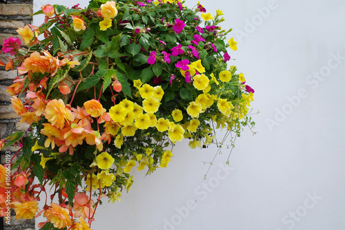 Hanging basket displays vibrant flowers against a white wall. The arrangement includes yellow petunias , orange begonias , and magenta impatiens , creating a colorful cascade.