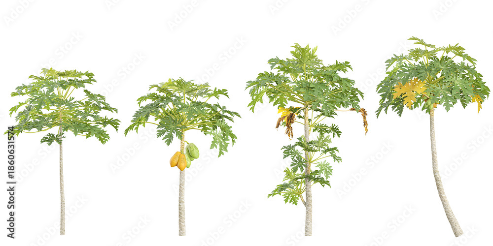 Obraz premium Collection of Carica trees on transparent background