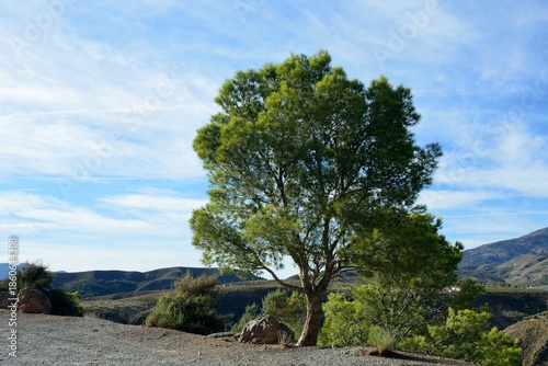 Bonito árbol junto a la la carretera A-346, Alpujarra de Granada, Andalucía, España
