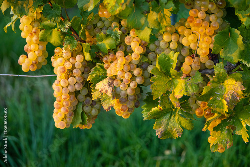 Weintrauben_mit_Sonnenbrand_6387