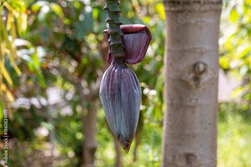 Obraz na płótnie Flower of Banana - Musa acuminata
