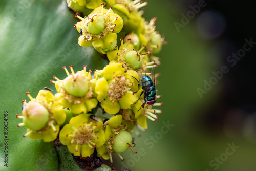 Canvastavla Fly on flowers of Euphorbia candelabrum
