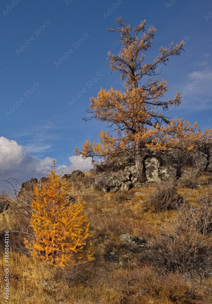Fototapeta premium Russia. The South of Western Siberia, the Altai Mountains. View of a lone larch tree in yellow autumn robes on picturesque rocky placers in the Kurai steppe along the Chuisky tract.