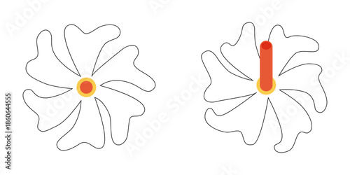 Seamless Parijat Flower Isolated on Transparent Background