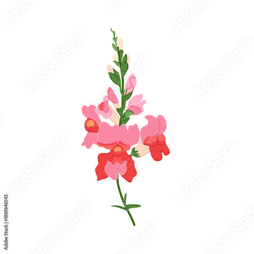 Vector illustration featuring a vibrant snapdragon flower spike with detailed blooms on a green stem, perfect for heirloom romance wedding stationery and spring branding