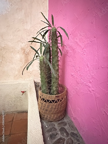 Rosa Mexicano - Representación de decoración Mexicana