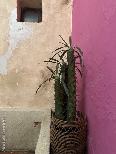 Rosa Mexicano - Representación de decoración Mexicana