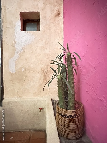 Rosa Mexicano - Representación de decoración Mexicana