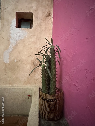 Rosa Mexicano - Representación de decoración Mexicana