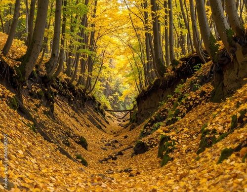 Deep valley path enveloped by trees with vibrant autumn foliage. The golden leaves blanket the ground leading to a wooden bridge