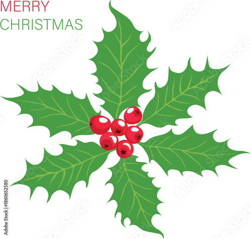 Festive Christmas botanical element featuring holly foliage and berries vector illustration isolated on white background.