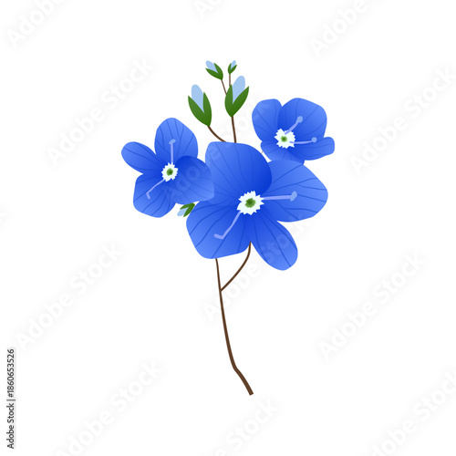 Blue Veronica Wildflower Botanical Illustration Isolated on White Background